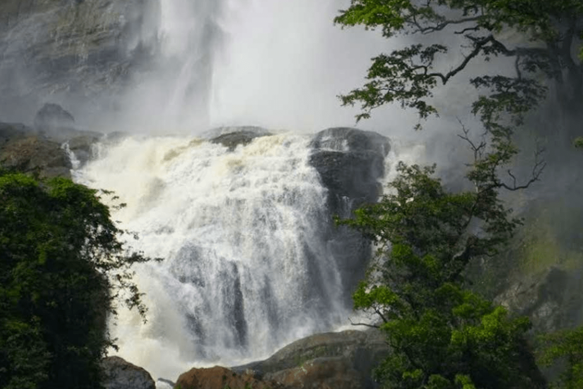Elephant Safari: A Majestic Encounter in Sri Lanka