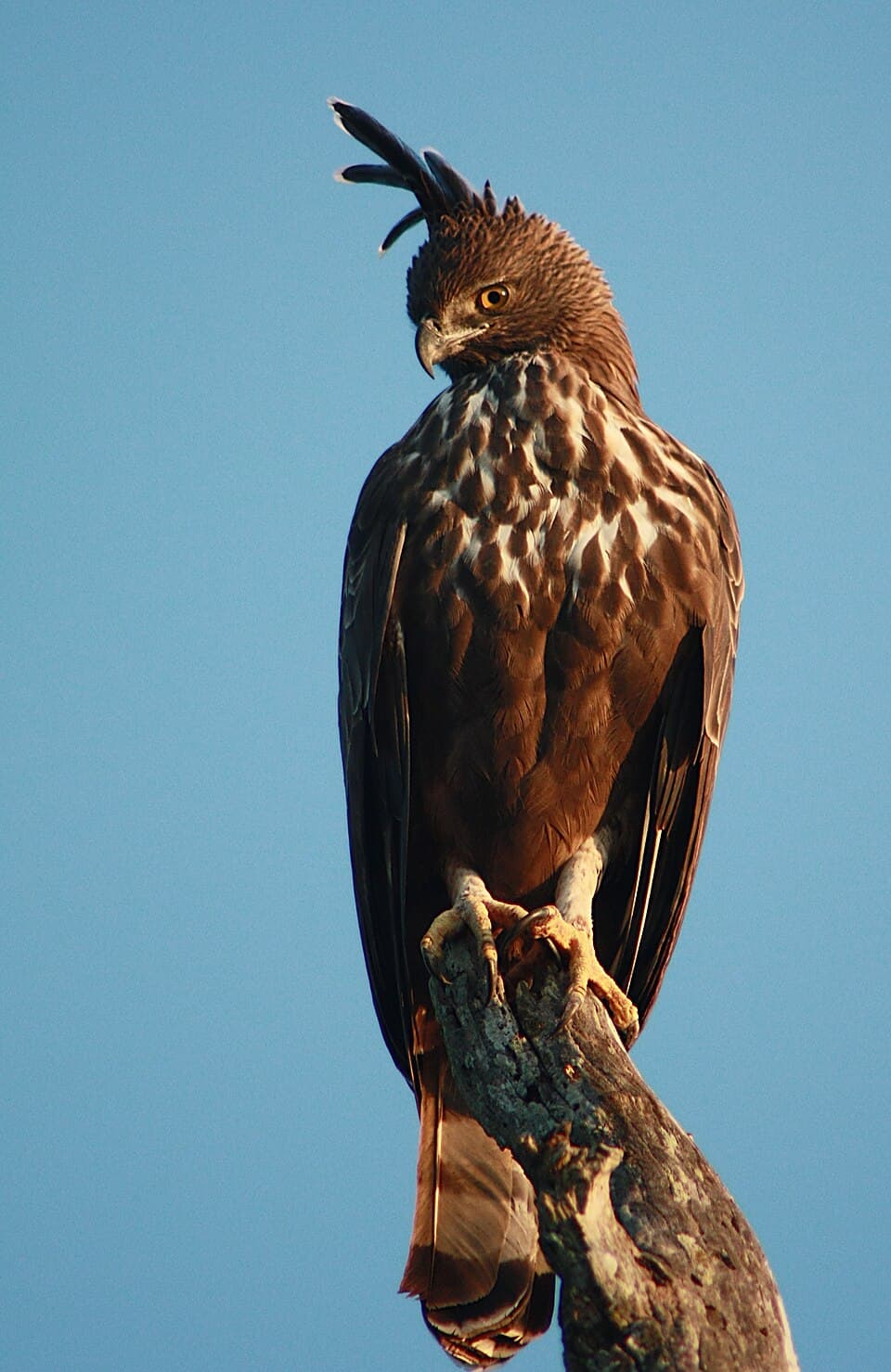 Changeable Hawk-Eagle
