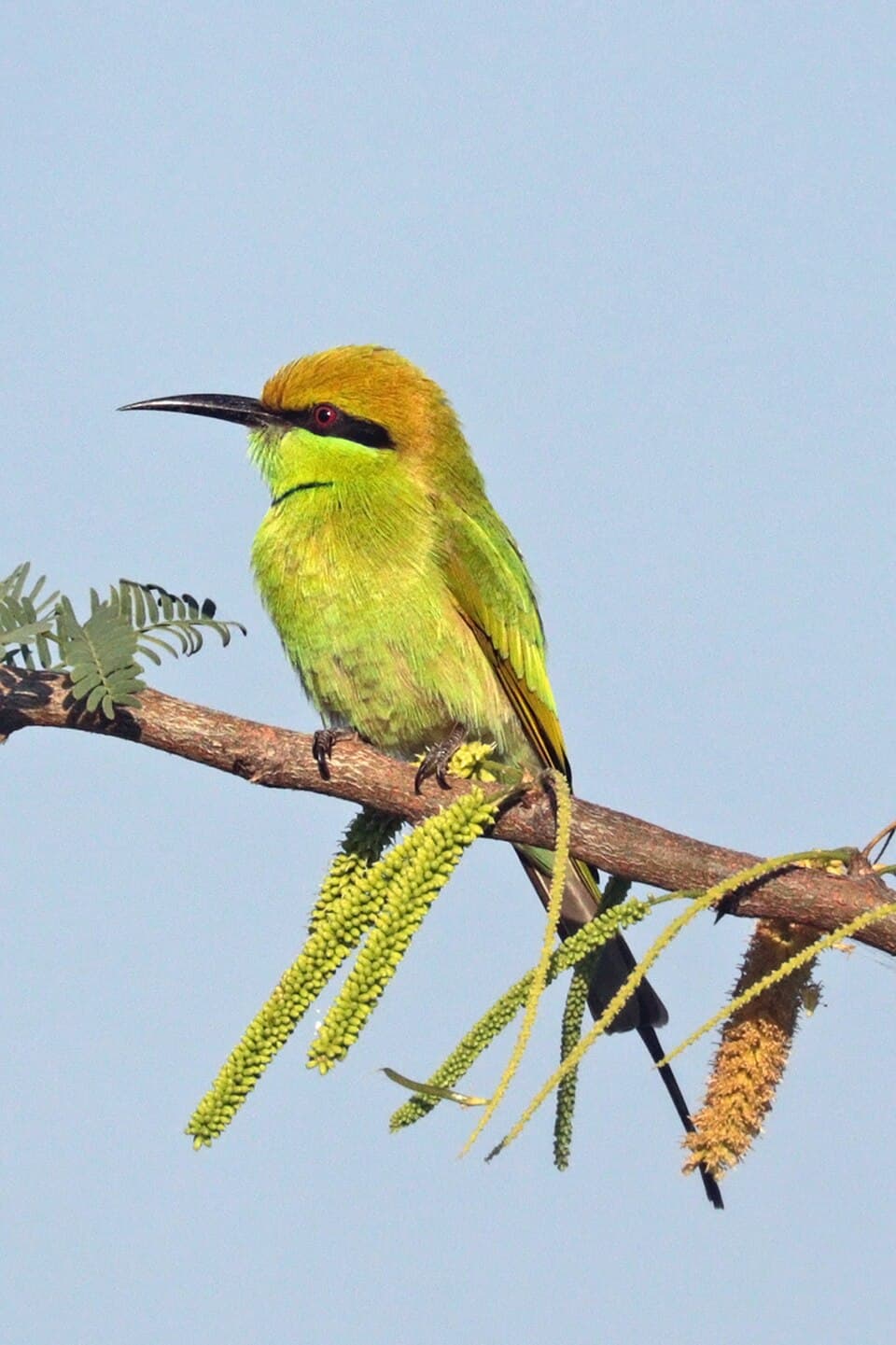 Little Green Bee-Eater
