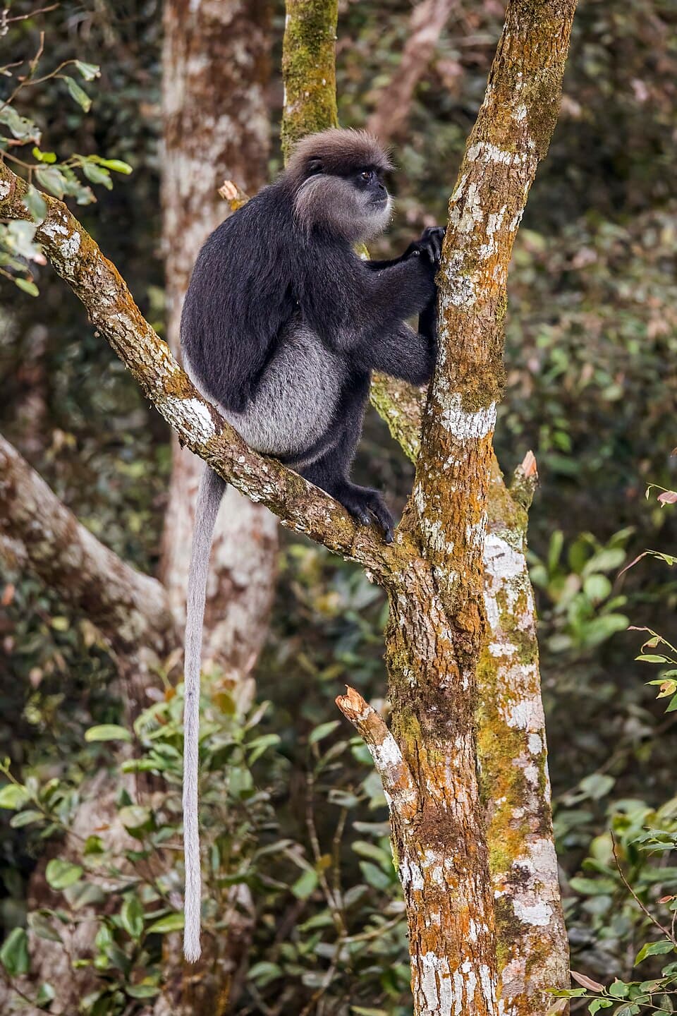 Purple-Faced Langur