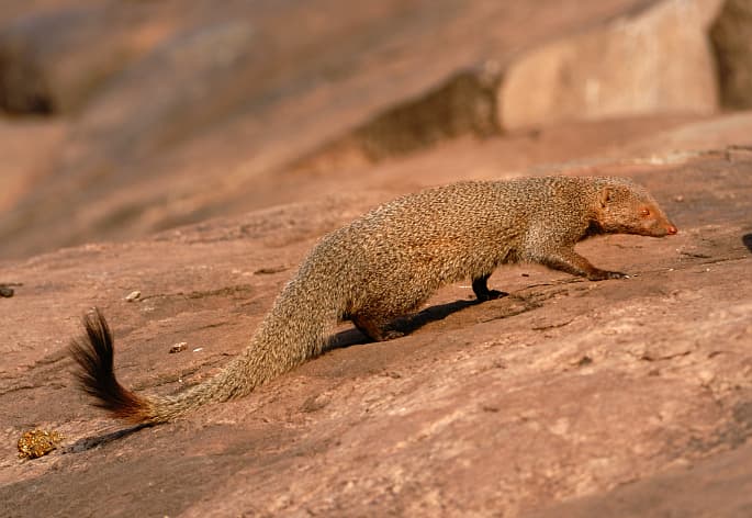 Ruddy Mongoose