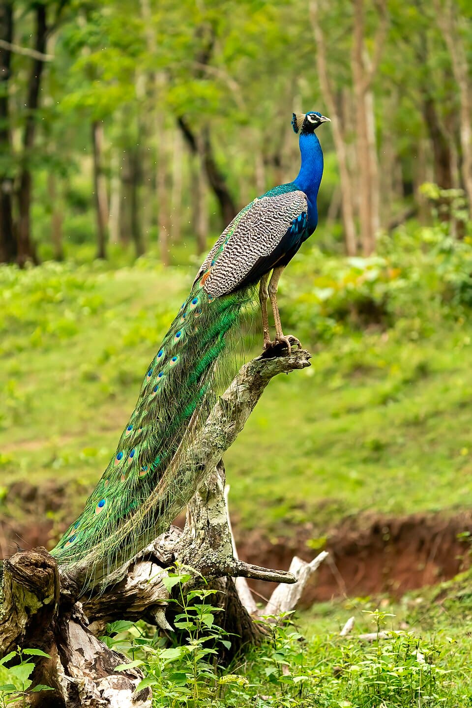 Sri Lankan Peafowl