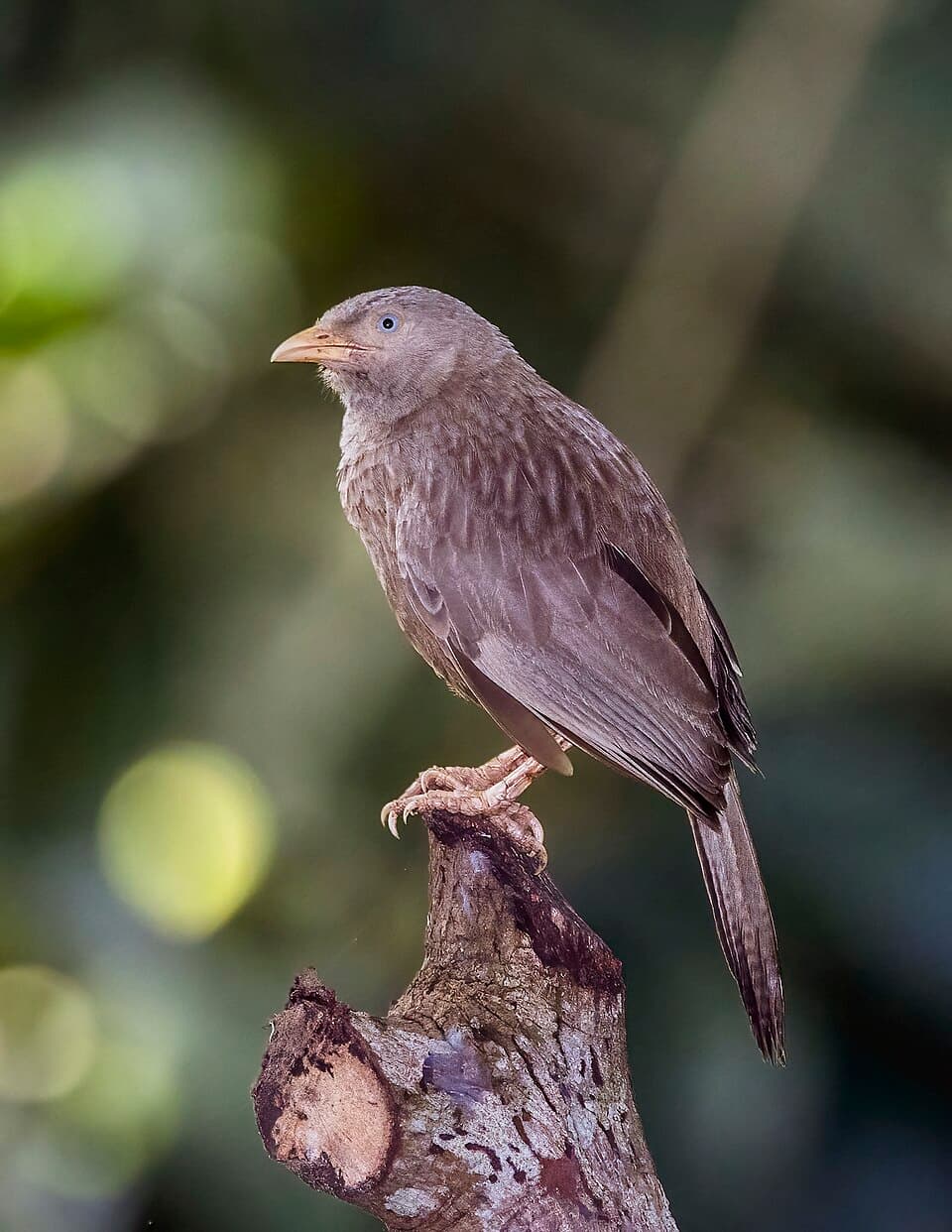 Yellow-Billed Babbler