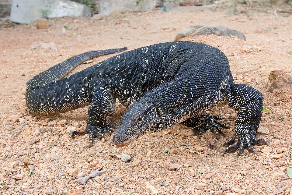 Water Monitor Lizard